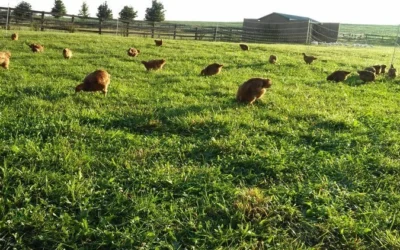 A Bright Future at Little Fields Farm